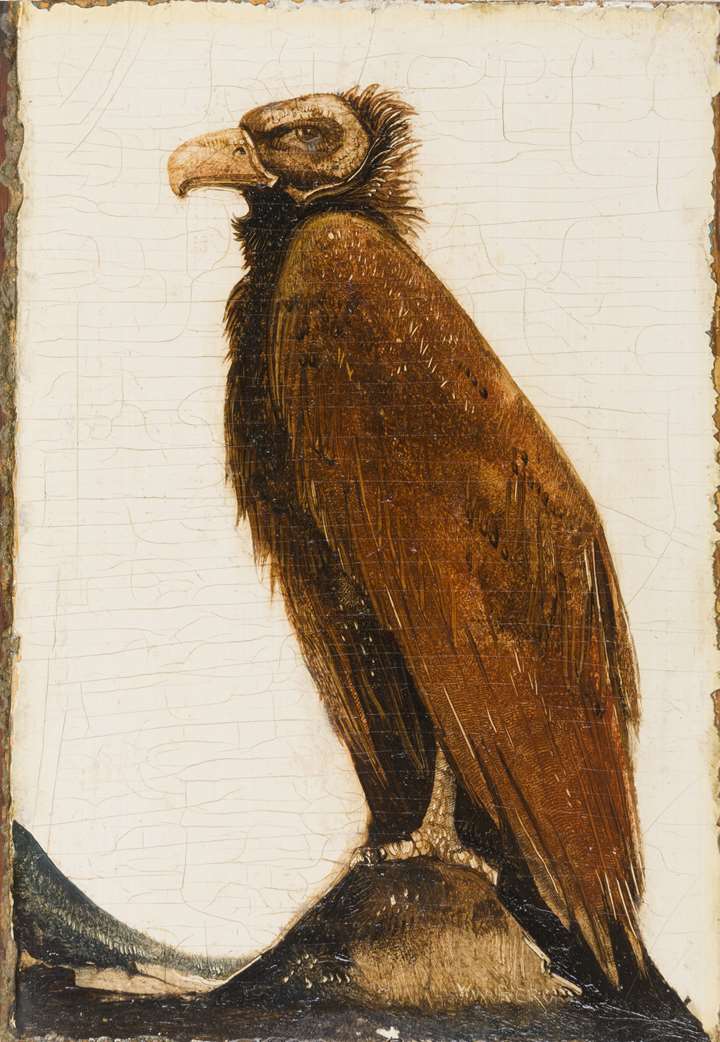 A Eurasian Black Vulture